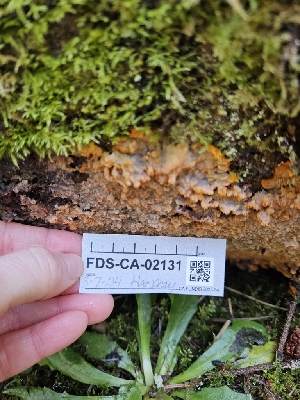  ( - FDS-CA-02131)  @11 [ ] by (2024) Mandy Hackney Fungal Diversity Survey