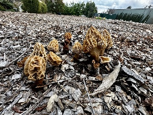  ( - FDS-CA-01859)  @11 [ ] by-nc (2024) Aaron Tupac Fungal Diversity Survey