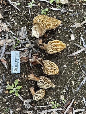  ( - FDS-CA-01859)  @11 [ ] by-nc (2024) Aaron Tupac Fungal Diversity Survey