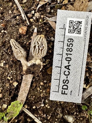  ( - FDS-CA-01859)  @11 [ ] by-nc (2024) Aaron Tupac Fungal Diversity Survey
