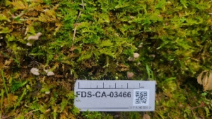  ( - FDS-CA-03466)  @11 [ ] by-nc (2024) Fresno Mycology Society Fungal Diversity Survey
