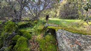  ( - FDS-CA-03466)  @11 [ ] by-nc (2024) Fresno Mycology Society Fungal Diversity Survey