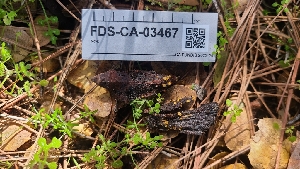  ( - FDS-CA-03467)  @11 [ ] by-nc (2024) Fresno Mycology Society Fungal Diversity Survey