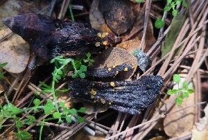  ( - FDS-CA-03467)  @11 [ ] by-nc (2024) Fresno Mycology Society Fungal Diversity Survey