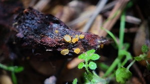 ( - FDS-CA-03467)  @11 [ ] by-nc (2024) Fresno Mycology Society Fungal Diversity Survey
