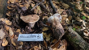  (Cortinarius sp. CA24 - FDS-CA-03470)  @11 [ ] by-nc (2024) Fresno Mycology Society Fungal Diversity Survey