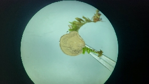  ( - FDS-CA-03466)  @11 [ ] by-nc (2024) Fresno Mycology Society Fungal Diversity Survey