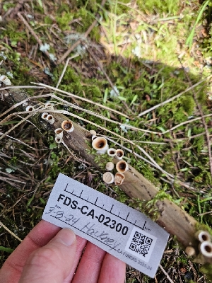  ( - FDS-CA-02300)  @11 [ ] by (2024) Mandy Hackney Fungal Diversity Survey
