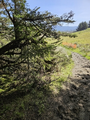  ( - FDS-CA-02300)  @11 [ ] by (2024) Mandy Hackney Fungal Diversity Survey