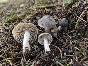  (Tricholoma sp. terreum-IN01 - FDS-CA-02249)  @11 [ ] by (2024) Mandy Hackney Fungal Diversity Survey