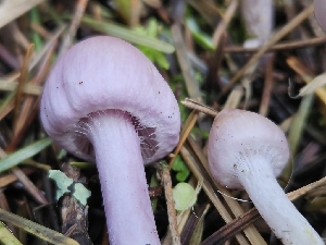  ( - FDS-CA-02250)  @11 [ ] by (2024) Mandy Hackney Fungal Diversity Survey