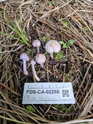  ( - FDS-CA-02250)  @11 [ ] by (2024) Mandy Hackney Fungal Diversity Survey