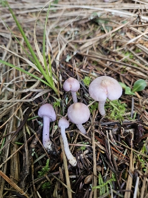  ( - FDS-CA-02250)  @11 [ ] by (2024) Mandy Hackney Fungal Diversity Survey