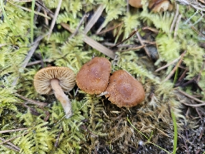 ( - FDS-CA-02257)  @11 [ ] by (2024) Mandy Hackney Fungal Diversity Survey