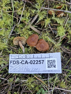  ( - FDS-CA-02257)  @11 [ ] by (2024) Mandy Hackney Fungal Diversity Survey
