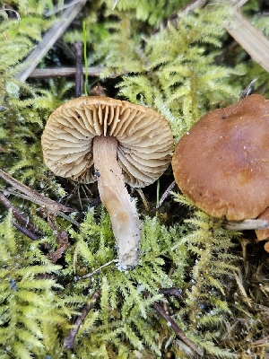  ( - FDS-CA-02257)  @11 [ ] by (2024) Mandy Hackney Fungal Diversity Survey