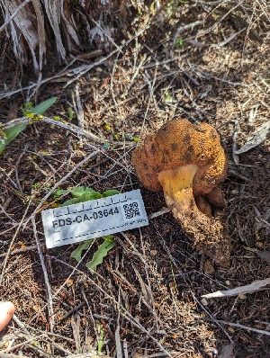  ( - FDS-CA-03644)  @11 [ ] by-nc (2024) Stu Pickell Fungal Diversity Survey