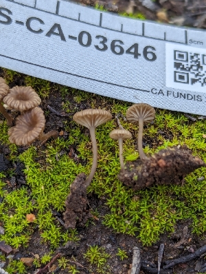  ( - FDS-CA-03646)  @11 [ ] by-nc (2024) Stu Pickell Fungal Diversity Survey