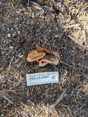  (Cortinarius sp. CA73 - FDS-CA-03651)  @11 [ ] by-nc (2024) Stu Pickell Fungal Diversity Survey