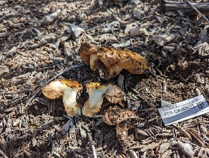  ( - FDS-CA-03653)  @11 [ ] by-nc (2024) Stu Pickell Fungal Diversity Survey