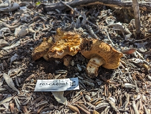  ( - FDS-CA-03653)  @11 [ ] by-nc (2024) Stu Pickell Fungal Diversity Survey