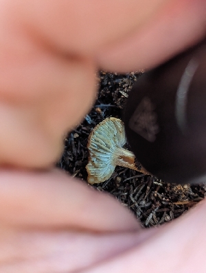  ( - FDS-CA-03655)  @11 [ ] by-nc (2024) Stu Pickell Fungal Diversity Survey