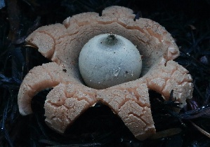  (Geastrum sp. CA01 - HAY-F-004733)  @11 [ ] by-nc (2023) Taye Bright Fungal Diversity Survey