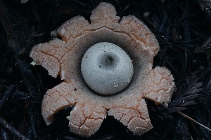  ( - HAY-F-004733)  @11 [ ] by-nc (2023) Taye Bright Fungal Diversity Survey