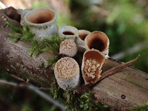  ( - FDS-CA-02300)  @11 [ ] by (2024) Mandy Hackney Fungal Diversity Survey