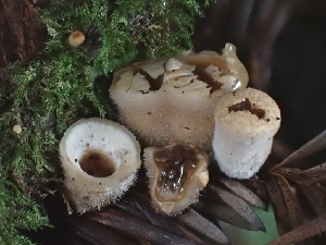  ( - FDS-CA-02167)  @11 [ ] by (2024) Mandy Hackney Fungal Diversity Survey