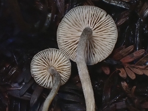  ( - HAY-F-006242)  @11 [ ] by (2023) Mandy Hackney Fungal Diversity Survey