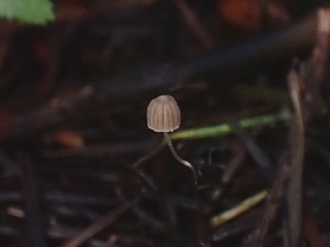  (Mycena sp. CA16 - FDS-CA-02166)  @11 [ ] by (2024) Mandy Hackney Fungal Diversity Survey