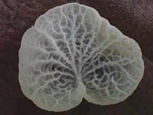  (Metacampanella subdendrophora - HAY-F-006232)  @11 [ ] by (2023) Mandy Hackney Fungal Diversity Survey