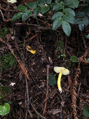  ( - FDS-CA-03251)  @11 [ ] by (2024) Justin Paulin Fungal Diversity Survey