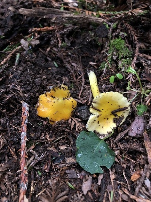  ( - FDS-CA-03251)  @11 [ ] by (2024) Justin Paulin Fungal Diversity Survey