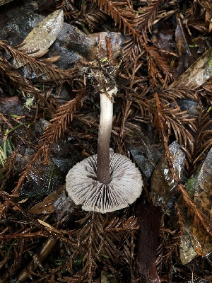  ( - FDS-CA-03252)  @11 [ ] by (2024) Justin Paulin Fungal Diversity Survey