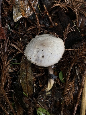  ( - FDS-CA-03252)  @11 [ ] by (2024) Justin Paulin Fungal Diversity Survey