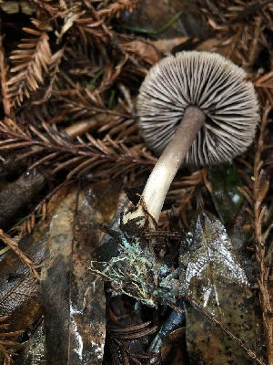  ( - FDS-CA-03252)  @11 [ ] by (2024) Justin Paulin Fungal Diversity Survey