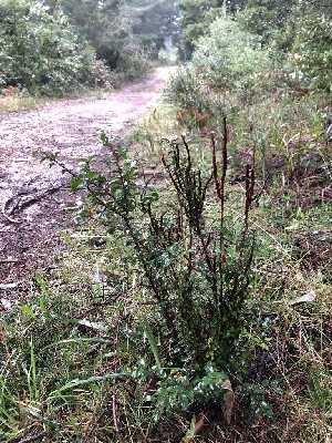  ( - FDS-CA-03254)  @11 [ ] by (2024) Justin Paulin Fungal Diversity Survey