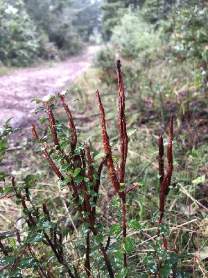  ( - FDS-CA-03254)  @11 [ ] by (2024) Justin Paulin Fungal Diversity Survey