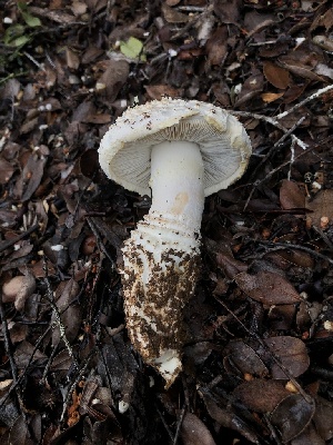  ( - FDS-CA-03255)  @11 [ ] by (2024) Justin Paulin Fungal Diversity Survey