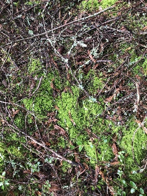  ( - FDS-CA-03259)  @11 [ ] by (2024) Justin Paulin Fungal Diversity Survey