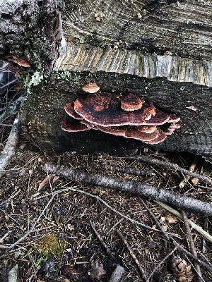  ( - FDS-CA-03263)  @11 [ ] by (2024) Justin Paulin Fungal Diversity Survey