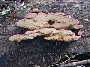  ( - FDS-CA-03263)  @11 [ ] by (2024) Justin Paulin Fungal Diversity Survey