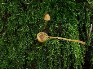  ( - FDS-CA-03245)  @11 [ ] by (2024) Justin Paulin Fungal Diversity Survey