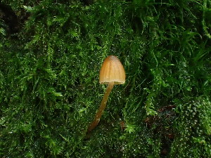  ( - FDS-CA-03245)  @11 [ ] by (2024) Justin Paulin Fungal Diversity Survey