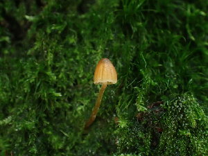  ( - FDS-CA-03245)  @11 [ ] by (2024) Justin Paulin Fungal Diversity Survey