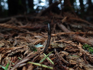  ( - FDS-CA-03247)  @11 [ ] by (2024) Justin Paulin Fungal Diversity Survey