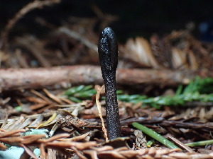  ( - FDS-CA-03247)  @11 [ ] by (2024) Justin Paulin Fungal Diversity Survey