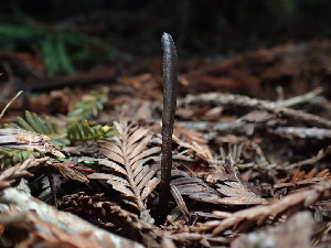  (Geoglossum sp. CA05 - FDS-CA-03248)  @11 [ ] by (2024) Justin Paulin Fungal Diversity Survey